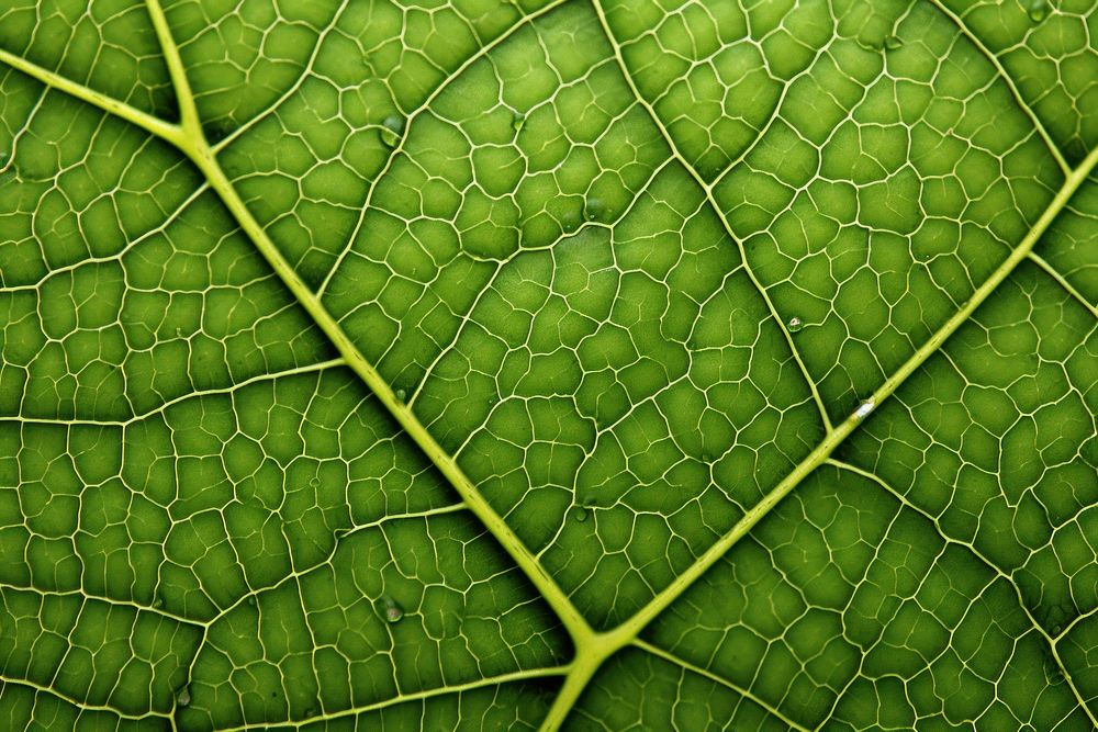 Leaf texture plant green tree. AI generated Image by rawpixel.