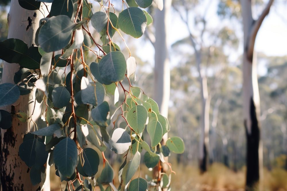 Eucalyptus forest outdoors woodland. AI generated Image by rawpixel.