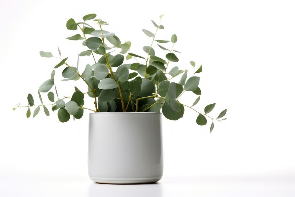 Eucalyptus plant vase leaf. AI generated Image by rawpixel.