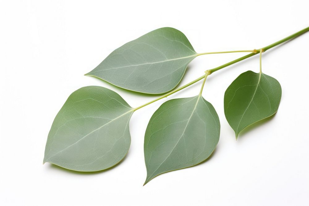 Eucalyptus leaf plant white background. AI generated Image by rawpixel.