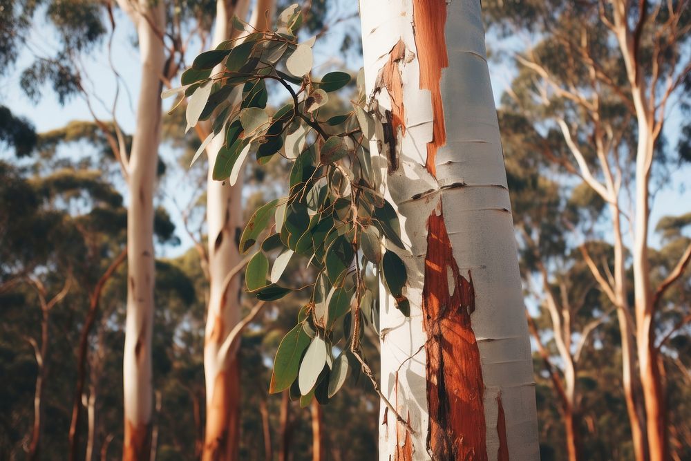 Eucalyptus forest tree outdoors. AI generated Image by rawpixel.