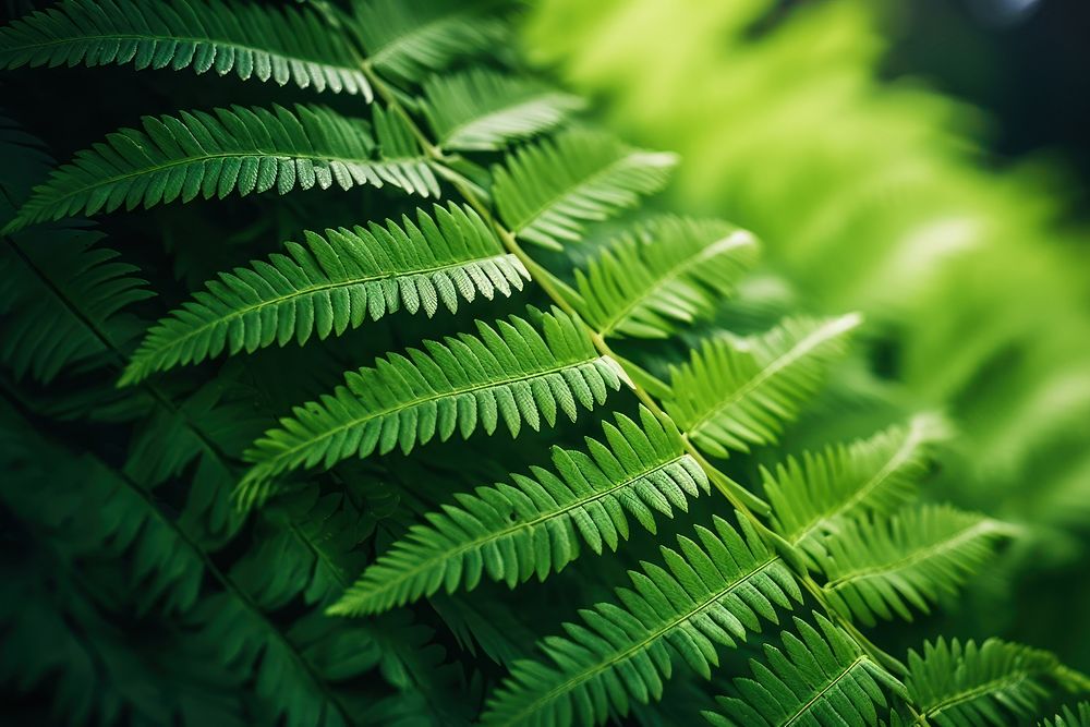 Fern plant green fern. AI generated Image by rawpixel.
