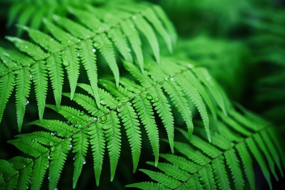 Fern plant fern backgrounds. AI generated Image by rawpixel.