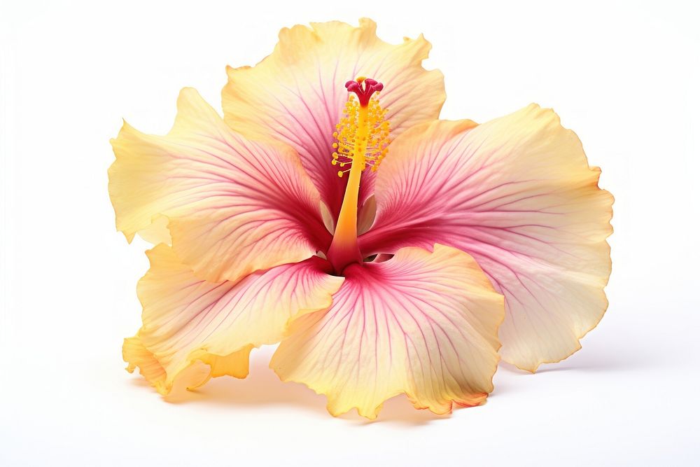 Hibicus hibiscus blossom flower. AI generated Image by rawpixel.