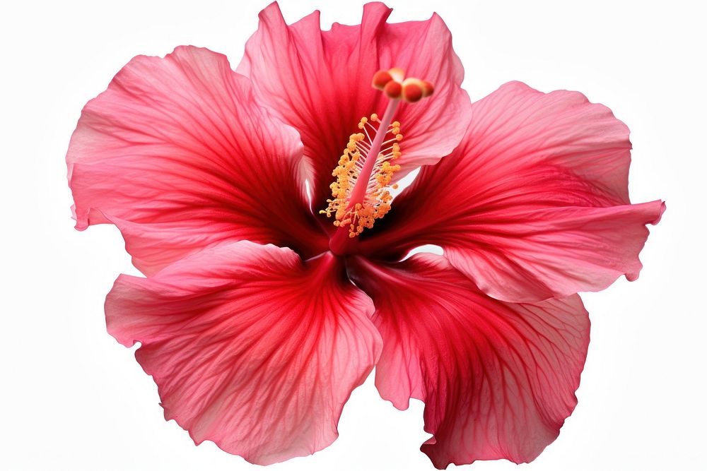 Hibiscus hibiscus flower blossom. AI generated Image by rawpixel.
