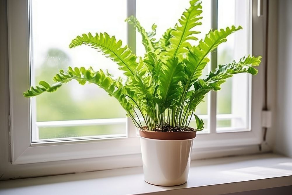 Window plant fern houseplant. AI generated Image by rawpixel.