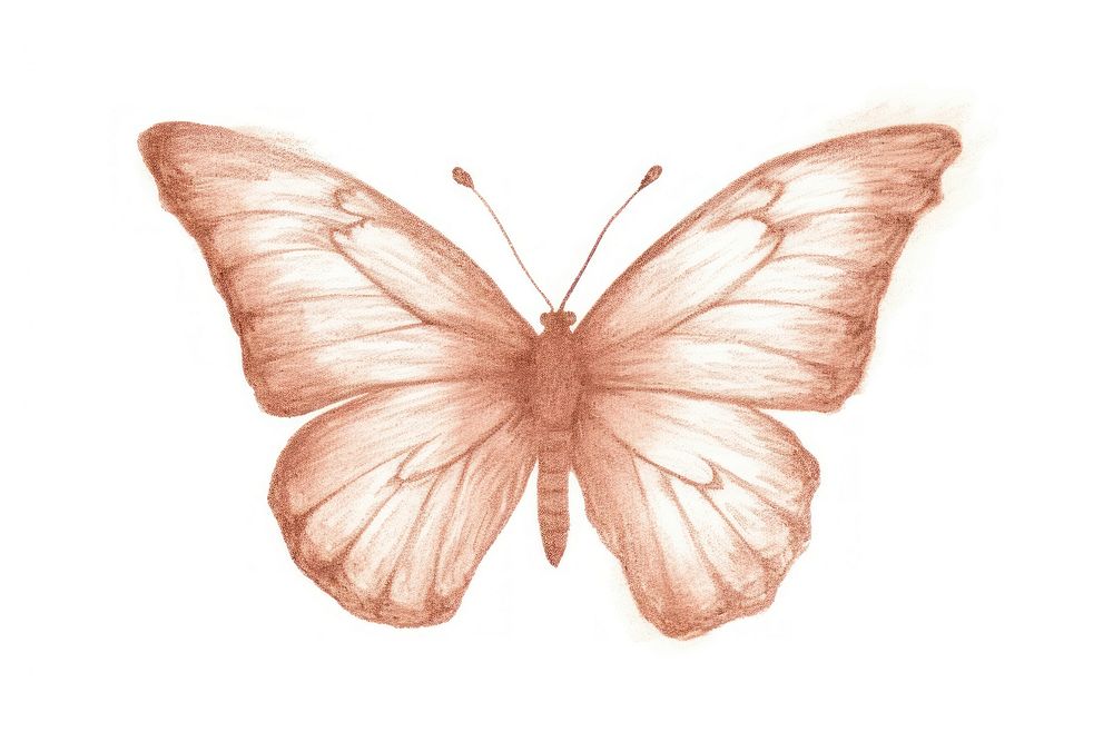 Butterfly drawing sketch white background. AI generated Image by rawpixel.