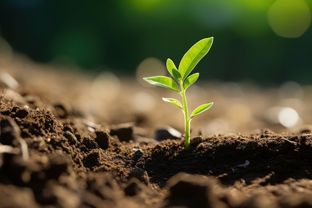 Plant growing on the ground outdoors leaf soil. AI generated Image by rawpixel.