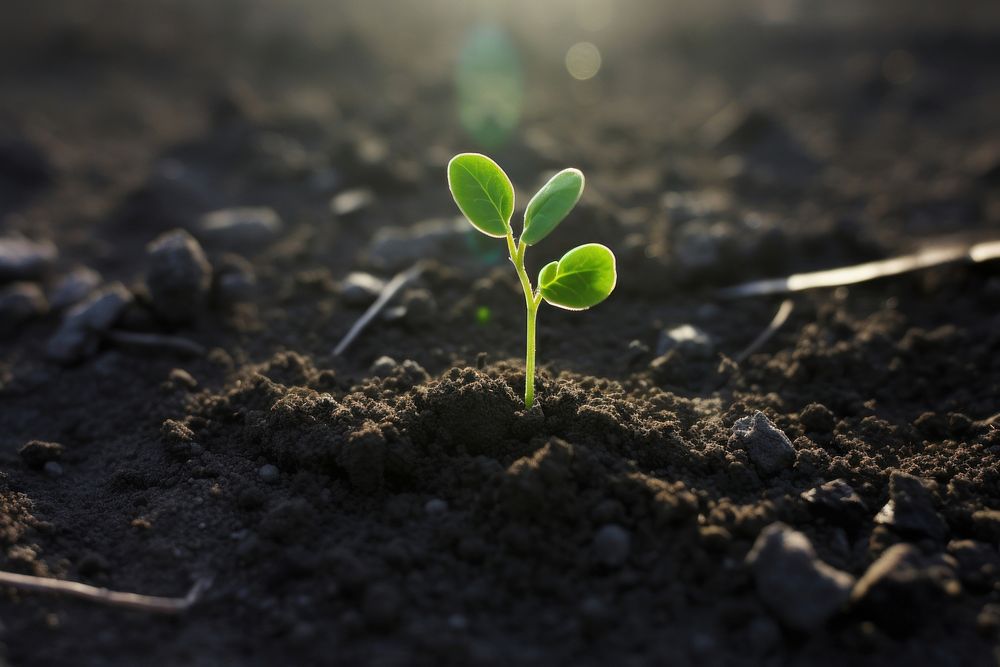 Plant growing on the ground soil leaf agriculture. AI generated Image by rawpixel.
