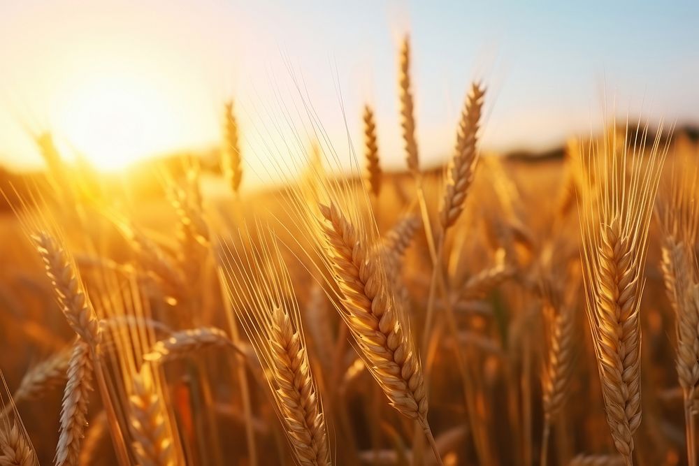 Wheat ripening field agriculture backgrounds outdoors. 