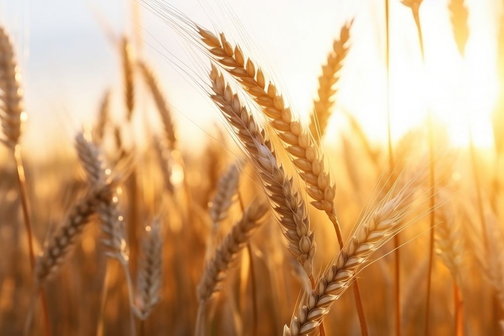 Wheat ripening field agriculture backgrounds outdoors. AI generated Image by rawpixel.