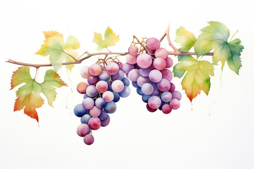 Grape branch grapes hanging fruit. AI generated Image by rawpixel.