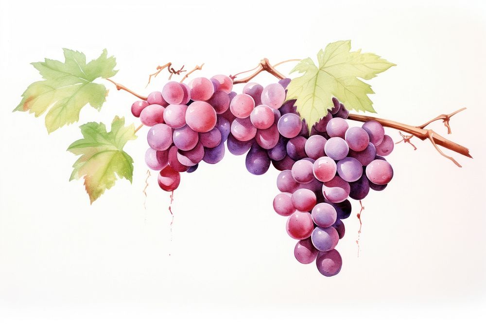 Grape branch grapes plant food. AI generated Image by rawpixel.