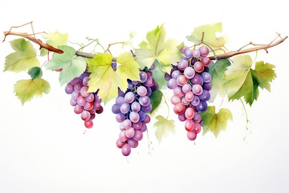 Grape branch grapes hanging plant. AI generated Image by rawpixel.