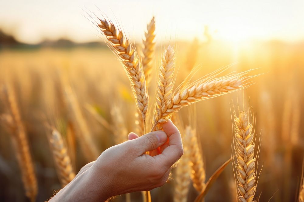 Hand holding golden ear of wheat field outdoors nature. AI generated Image by rawpixel.