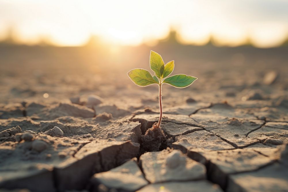 Plant growing on the dry ground outdoors nature soil. AI generated Image by rawpixel.