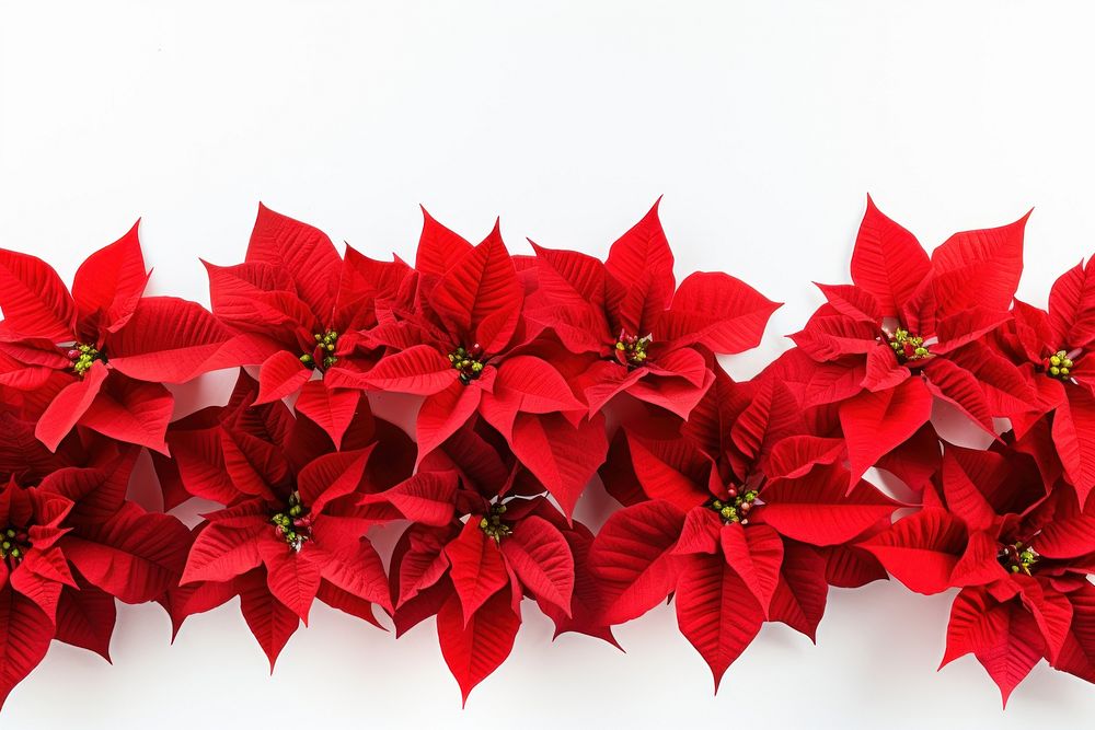 Red poinsettia flowers plant petal leaf. AI generated Image by rawpixel.