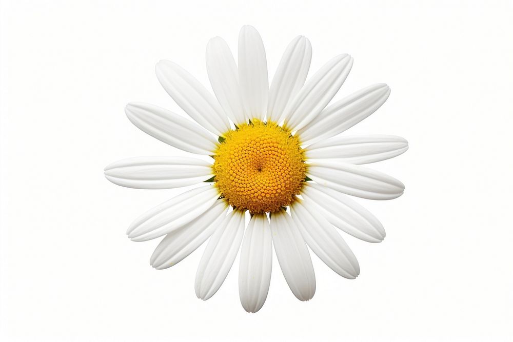Daisy blossom flower petal plant. AI generated Image by rawpixel.