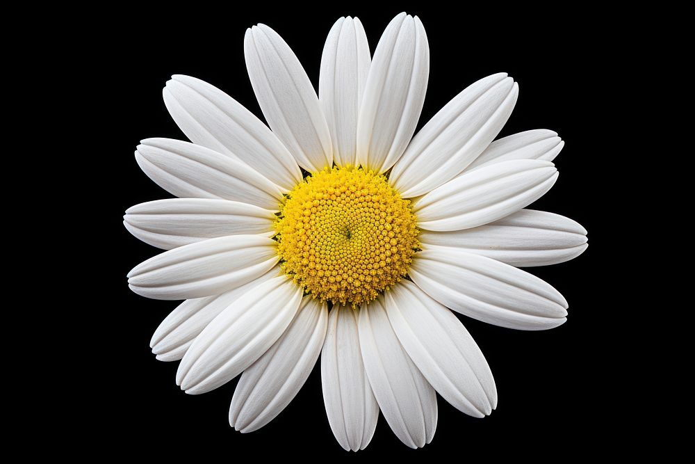 Daisy blossom flower petal plant. AI generated Image by rawpixel.