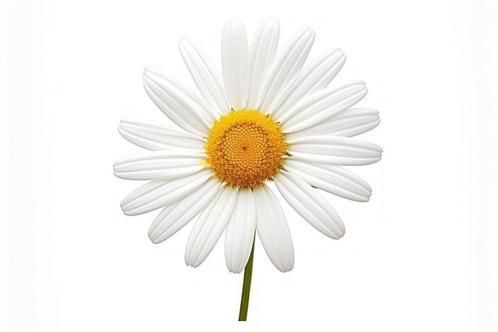Daisy blossom flower plant white. AI generated Image by rawpixel.