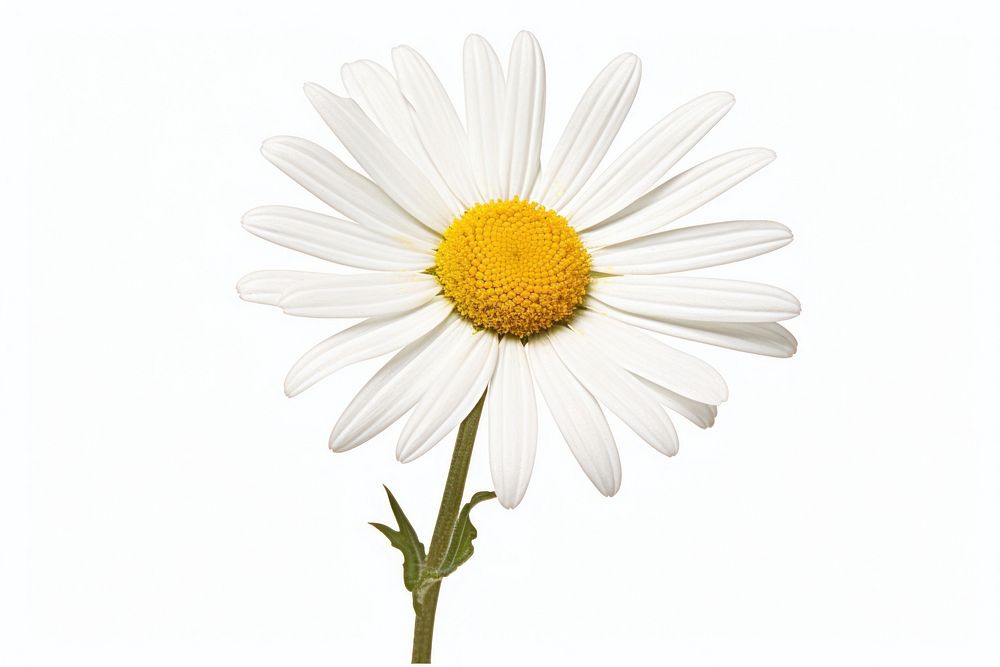 Daisy blossom flower petal plant. AI generated Image by rawpixel.