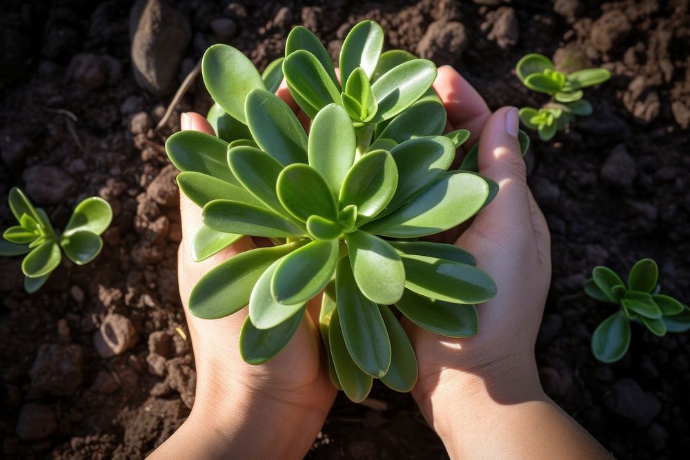 Hand growing a plant gardening outdoors nature. AI generated Image by rawpixel.