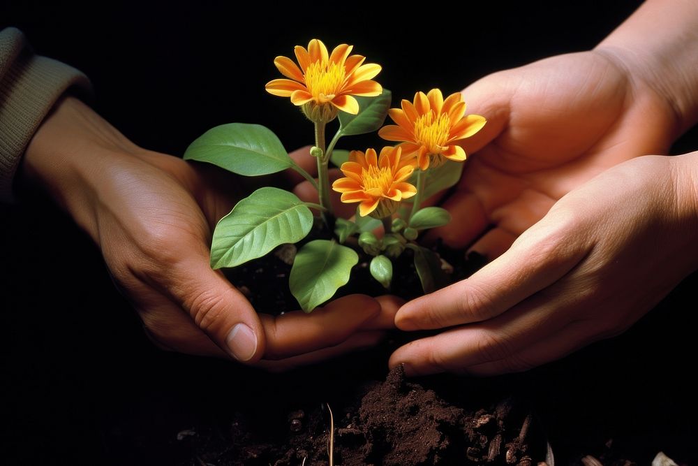 Flower plant hand planting. AI generated Image by rawpixel.