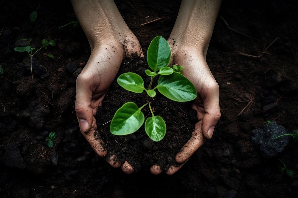 Two hand growing a plant together gardening planting outdoors. AI generated Image by rawpixel.