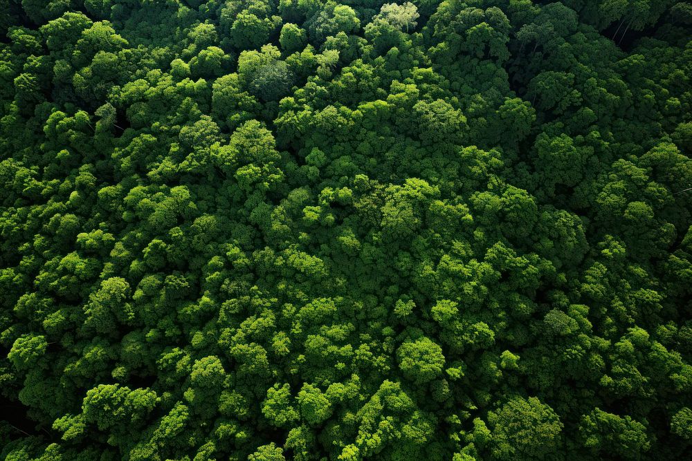 Green natural forest vegetation outdoors woodland. 