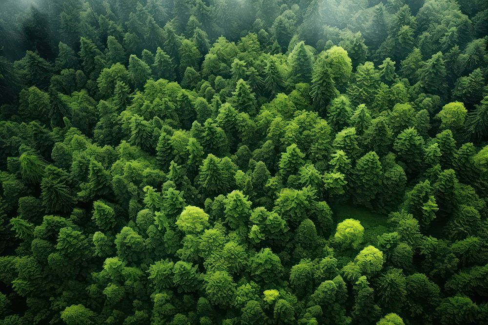 Green natural forest vegetation outdoors woodland. AI generated Image by rawpixel.