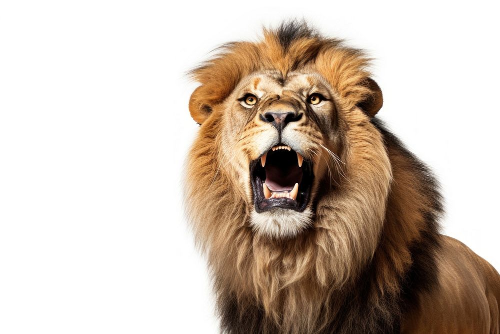 Roaring lion wildlife mammal animal. AI generated Image by rawpixel.