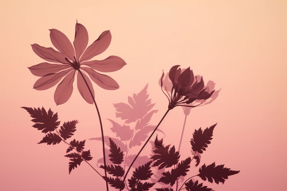 Flower silhouette outdoors pattern nature. AI generated Image by rawpixel.