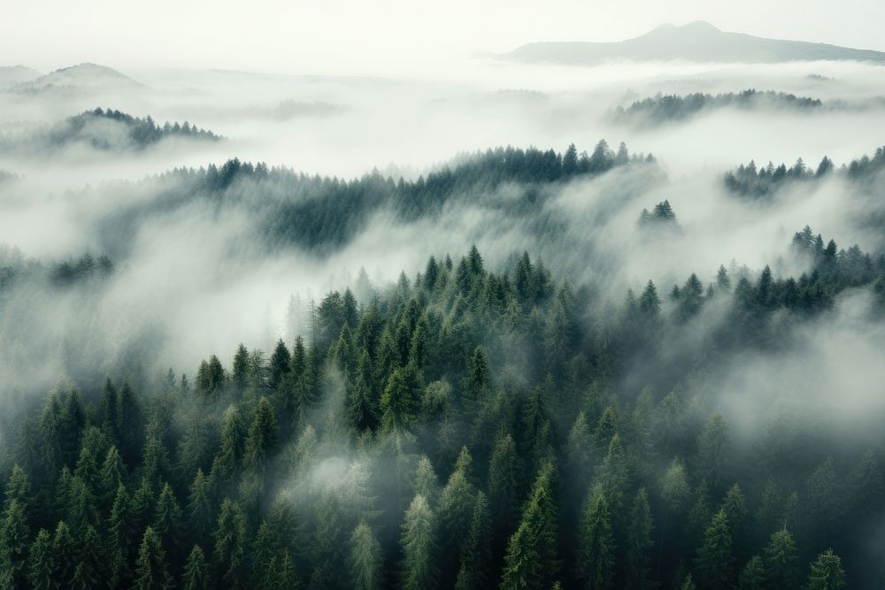 Forest cover in fog outdoors woodland nature. AI generated Image by rawpixel.