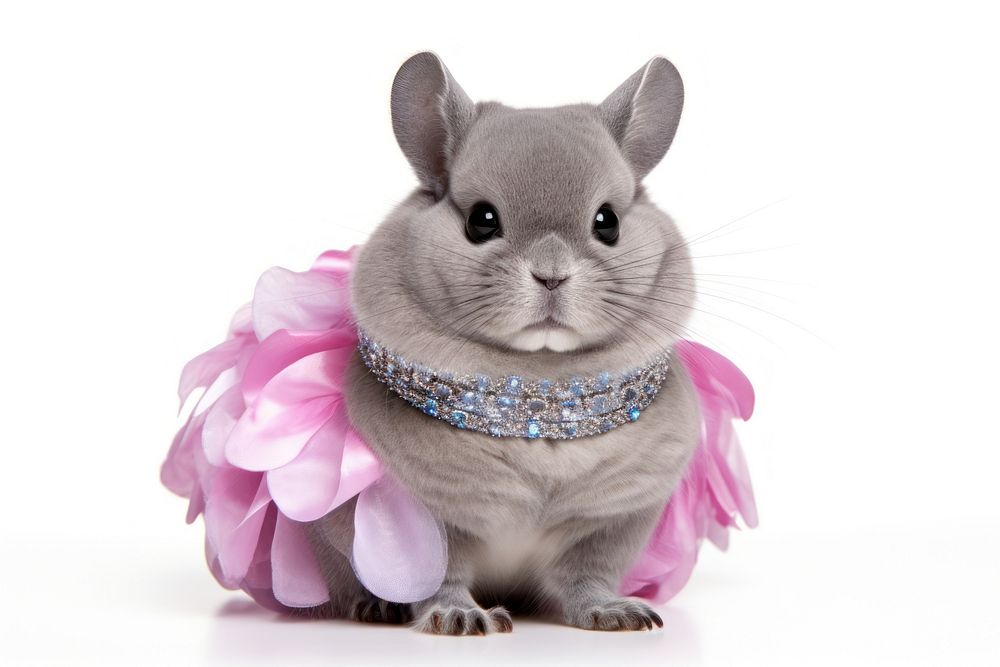 Chinchilla animal accessories rodent. AI generated Image by rawpixel.