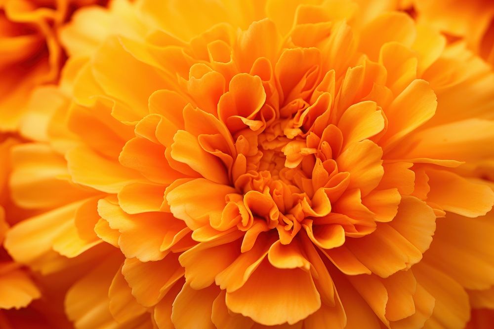 Marigold backgrounds flower yellow. AI generated Image by rawpixel.