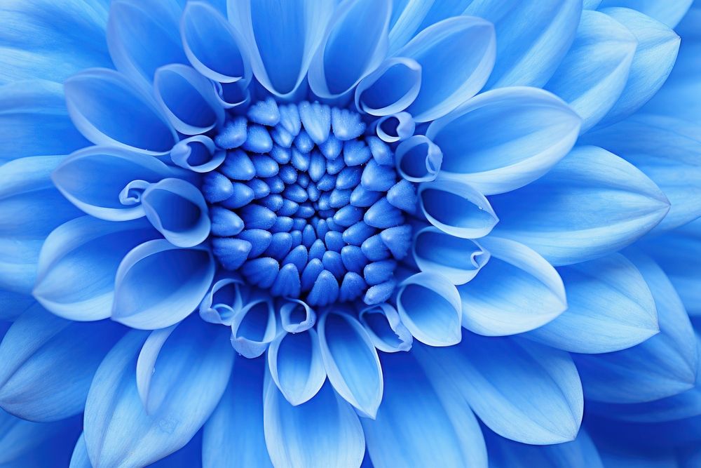 Blue flower backgrounds inflorescence asterales. AI generated Image by rawpixel.