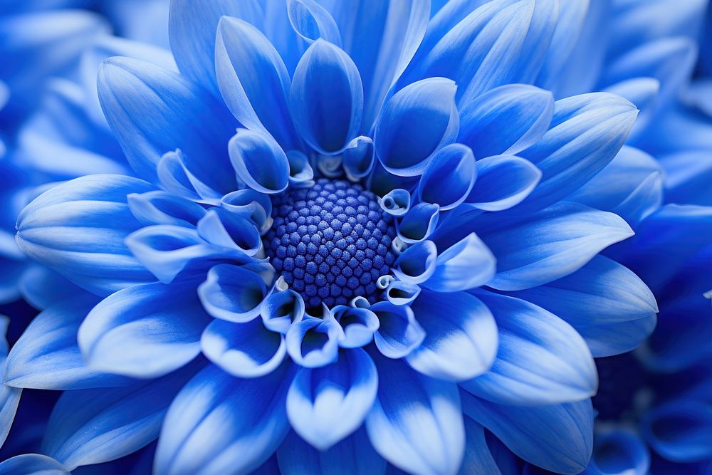 Blue flower backgrounds inflorescence chrysanths. AI generated Image by rawpixel.