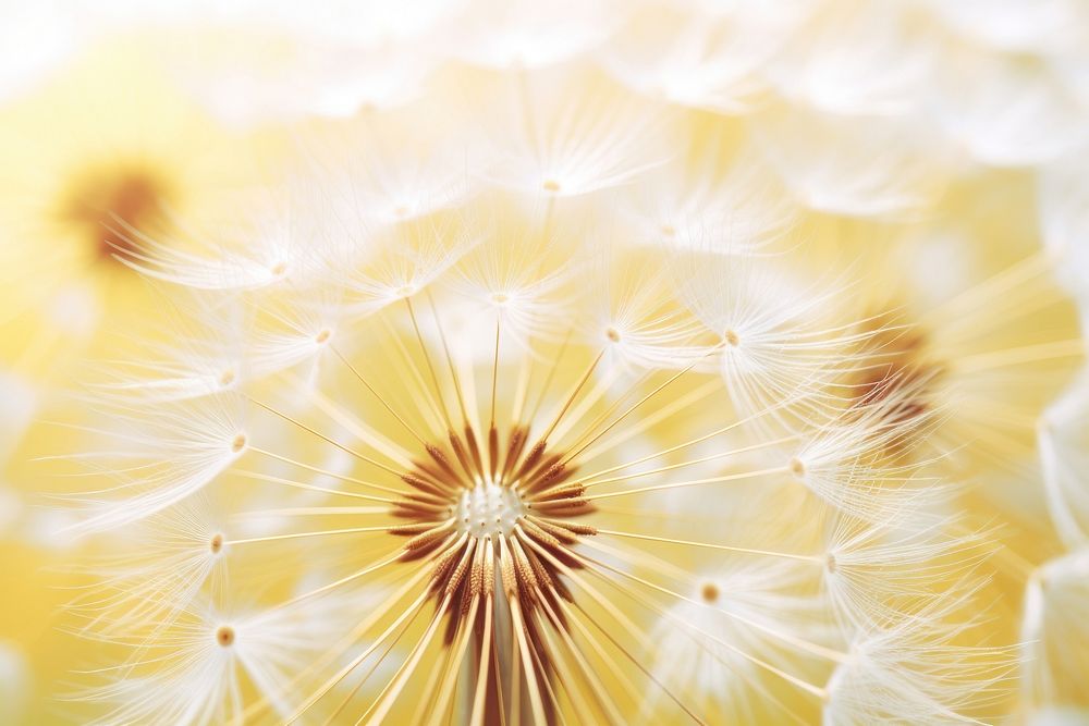 Dandelion flower backgrounds plant. AI generated Image by rawpixel.