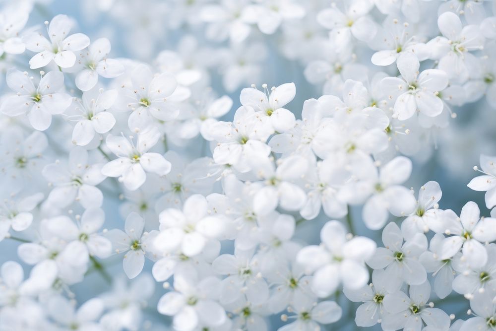 Gypsophila flower backgrounds outdoors. AI generated Image by rawpixel.