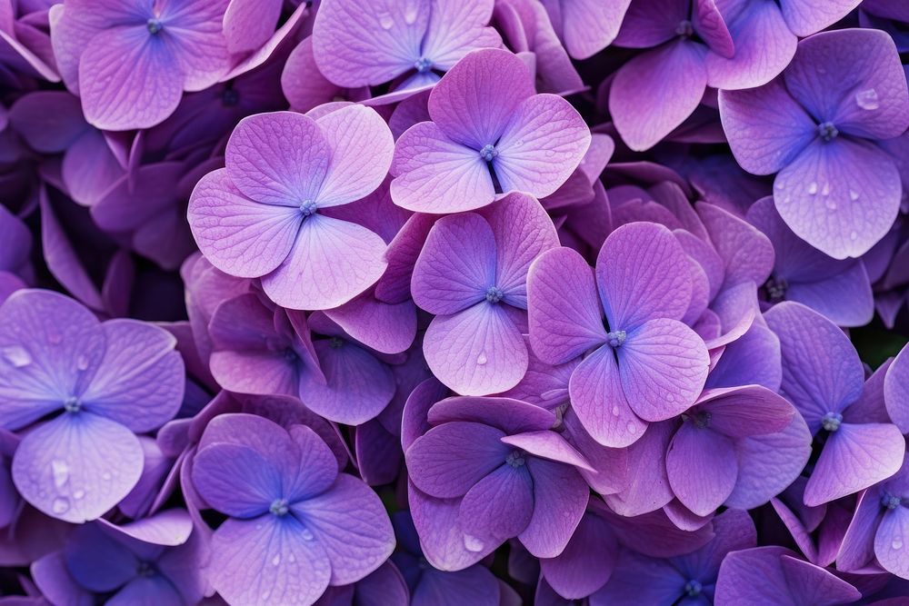 Hydrangea flower backgrounds purple. AI generated Image by rawpixel.
