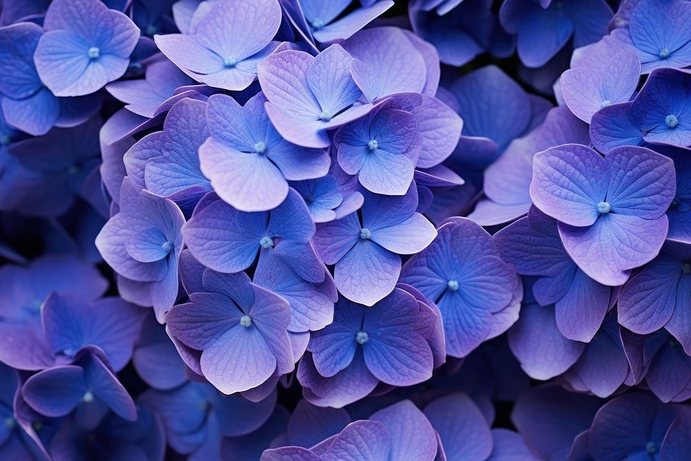 Hortensia backgrounds flower blue. AI generated Image by rawpixel.