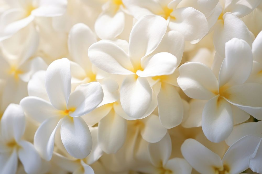 Jasmine flower backgrounds blossom. AI generated Image by rawpixel.
