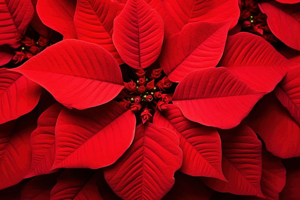 Poinsettia flower backgrounds plant. AI generated Image by rawpixel.