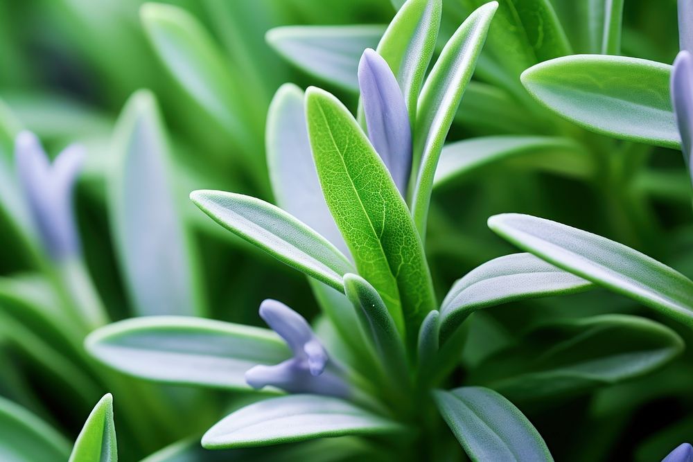 Rosemary flower backgrounds outdoors. AI generated Image by rawpixel.