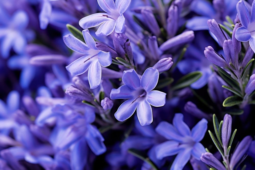 Rosemary flower backgrounds blossom. AI generated Image by rawpixel.