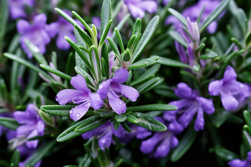Rosemary flower lavender blossom. AI generated Image by rawpixel.