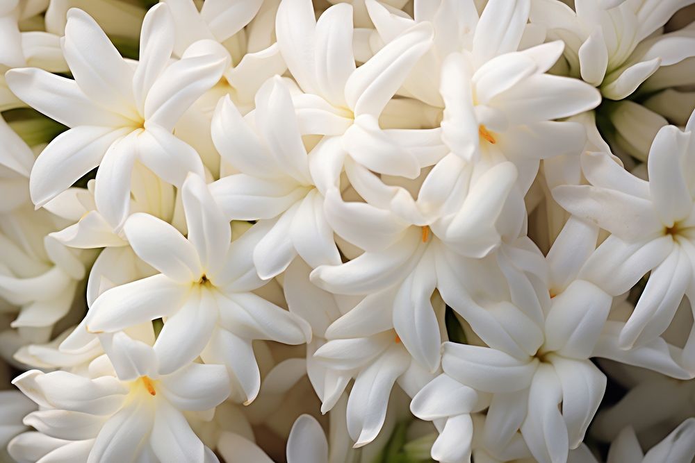 Tuberose flower backgrounds blossom. AI generated Image by rawpixel.