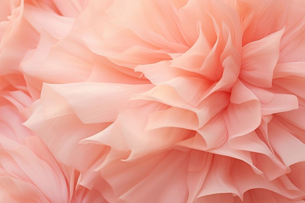 Carnation flower backgrounds petal. AI generated Image by rawpixel.