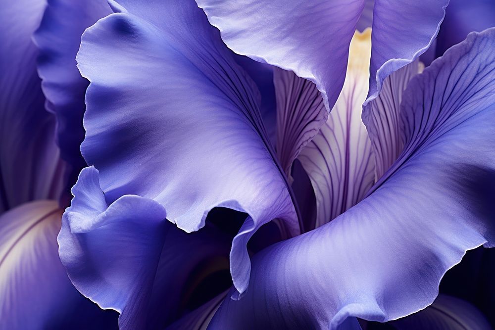 Iris flower backgrounds petal. AI generated Image by rawpixel.
