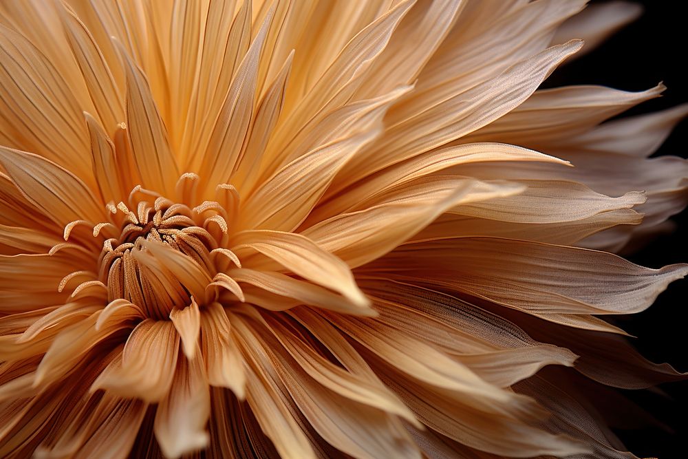 Dried flower dahlia petal plant. AI generated Image by rawpixel.